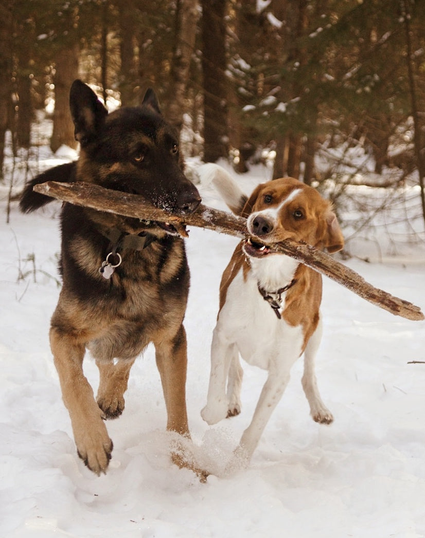 Dog Mom Outdoor Photo Minis