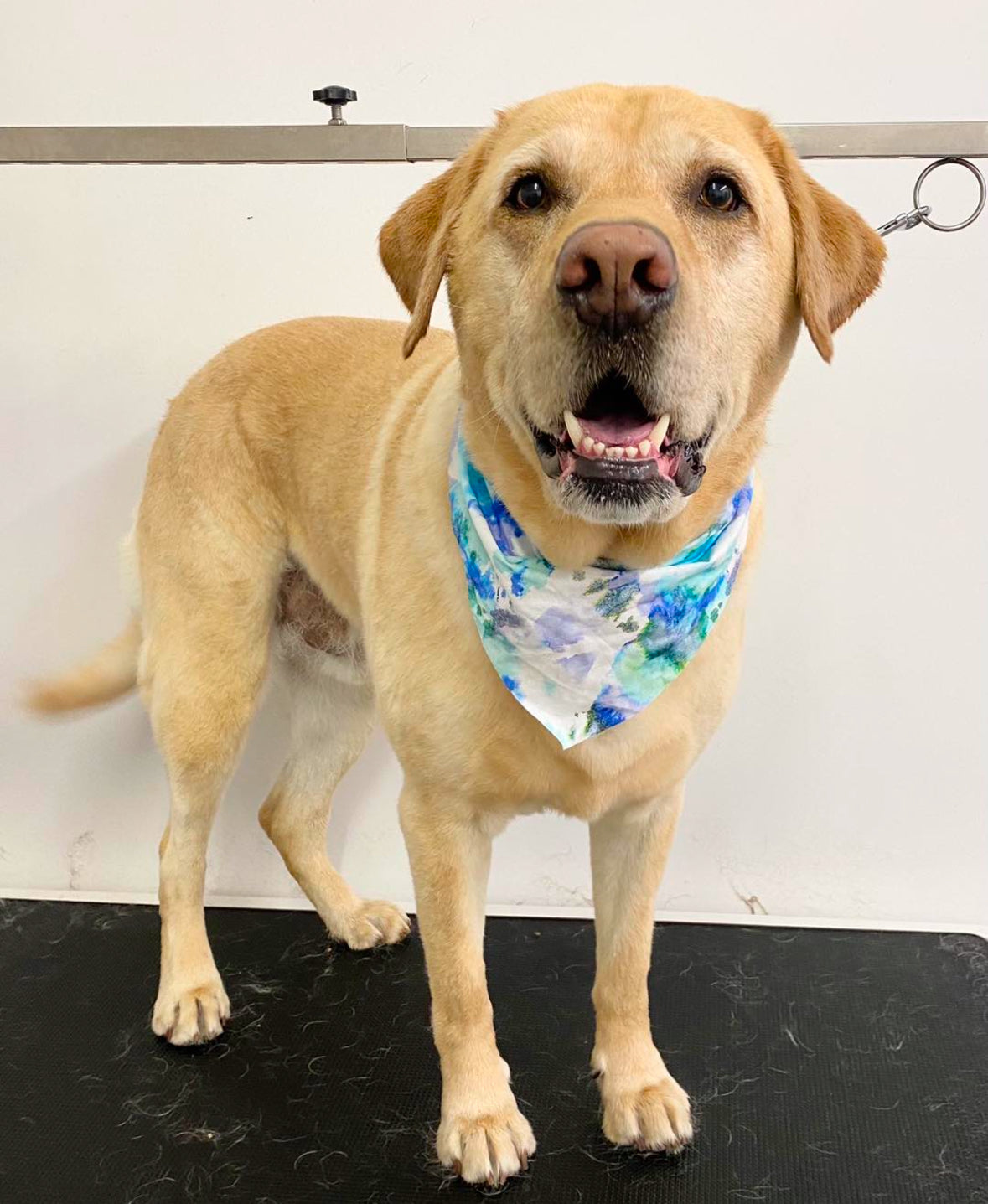Bath & Brush (Smooth Coat or Maintenance Cleaning)