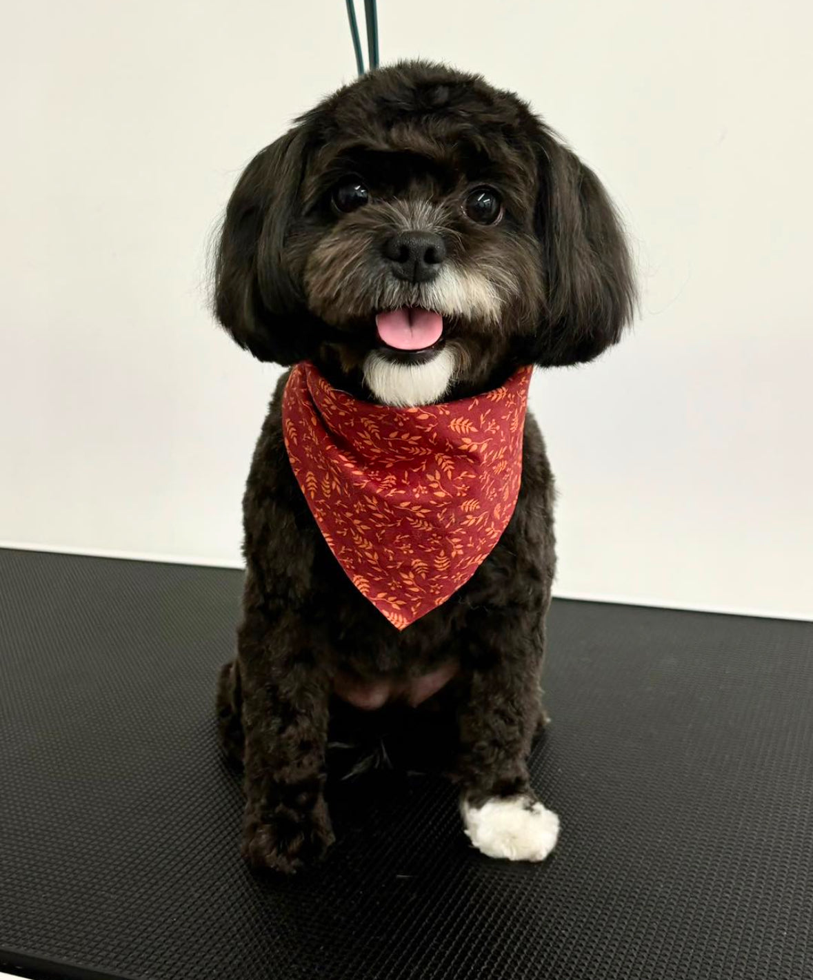 Bath, Brush & Haircut/Tight Scissor Outline (Full Groom)