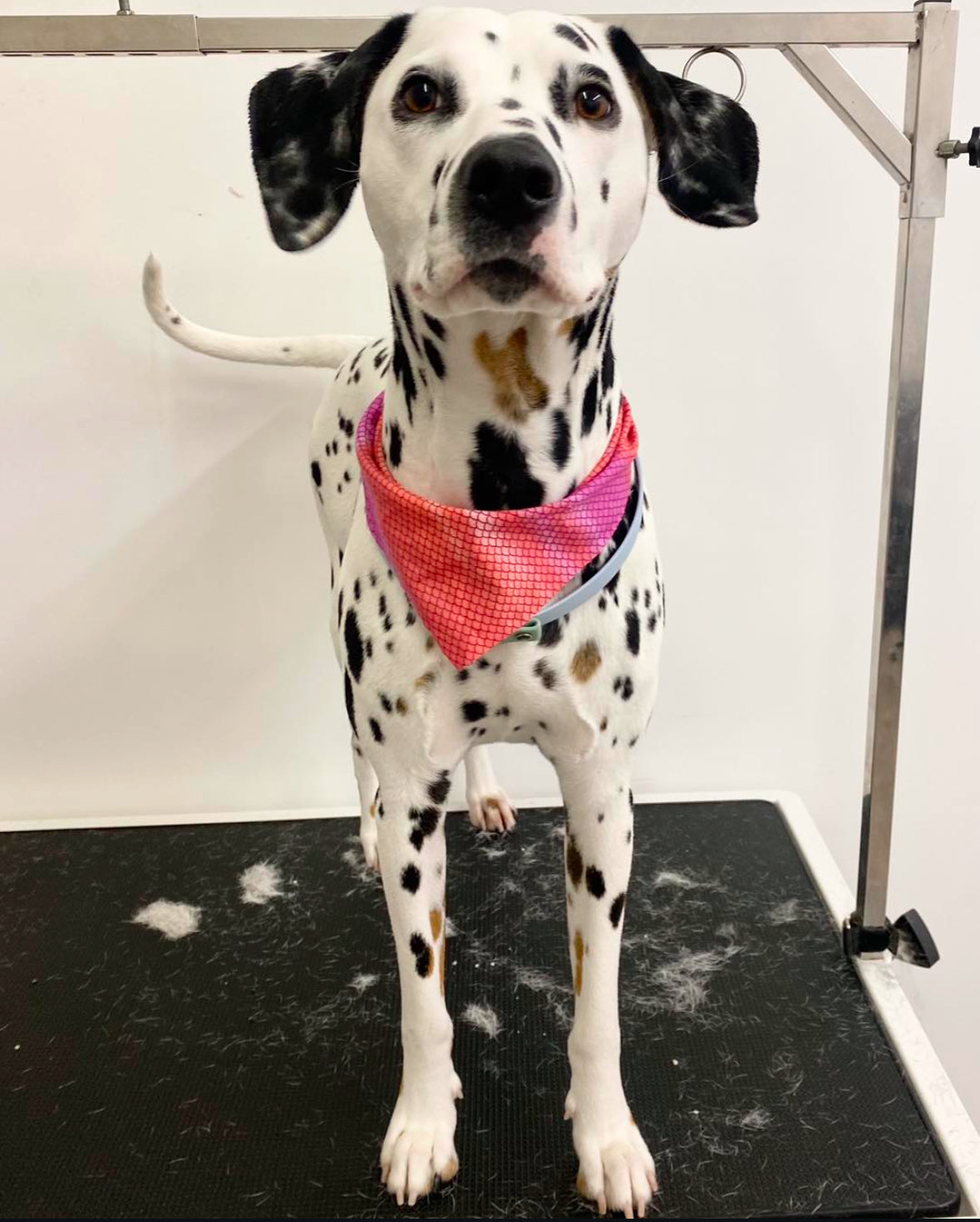 Bath & Brush (Smooth Coat or Maintenance Cleaning)