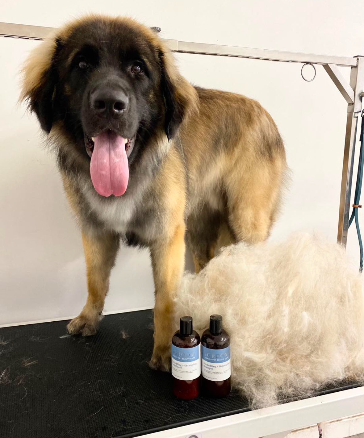 Thick OR Impacted Double Coat (Samoyed, Keeshond, malamute, etc)