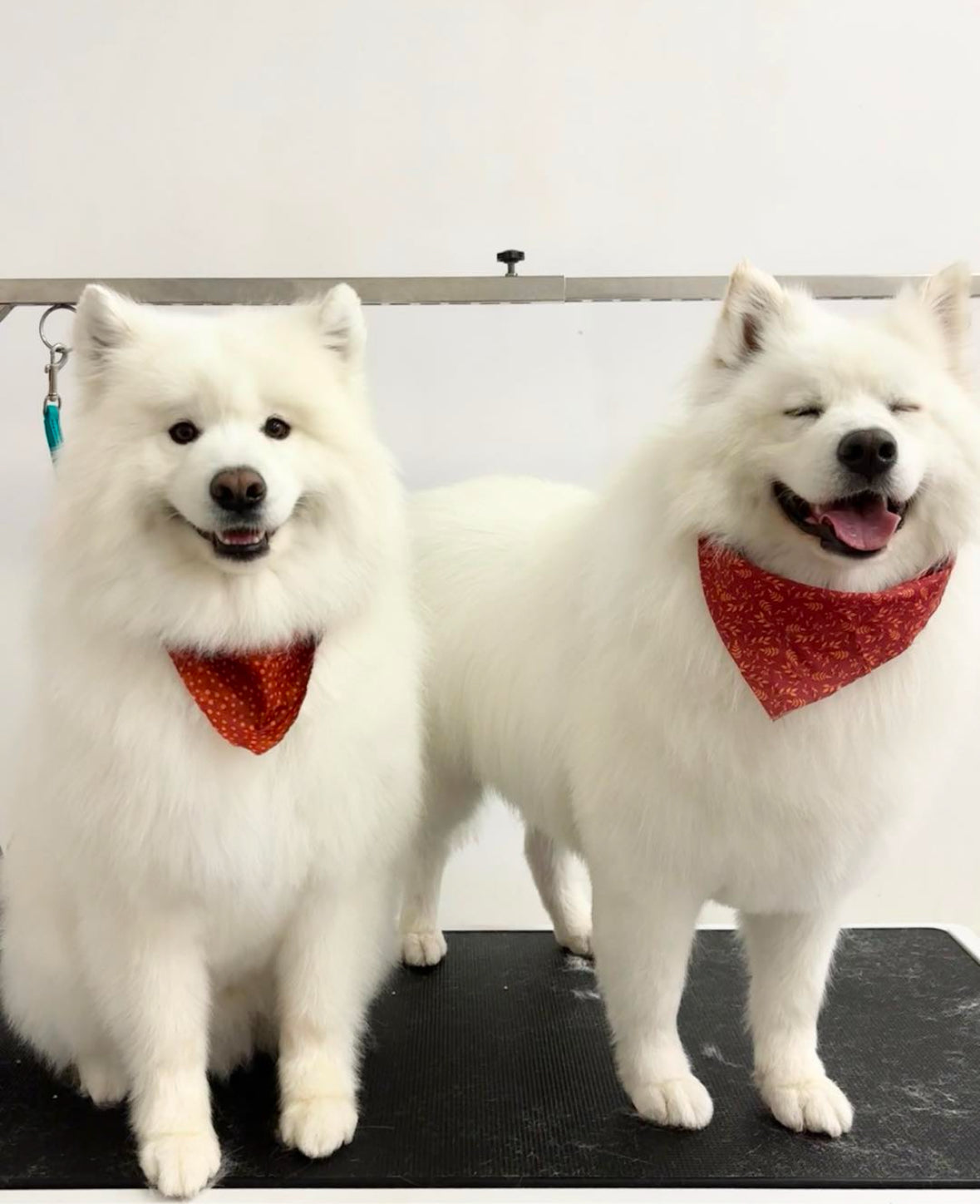Thick OR Impacted Double Coat (Samoyed, Keeshond, malamute, etc)