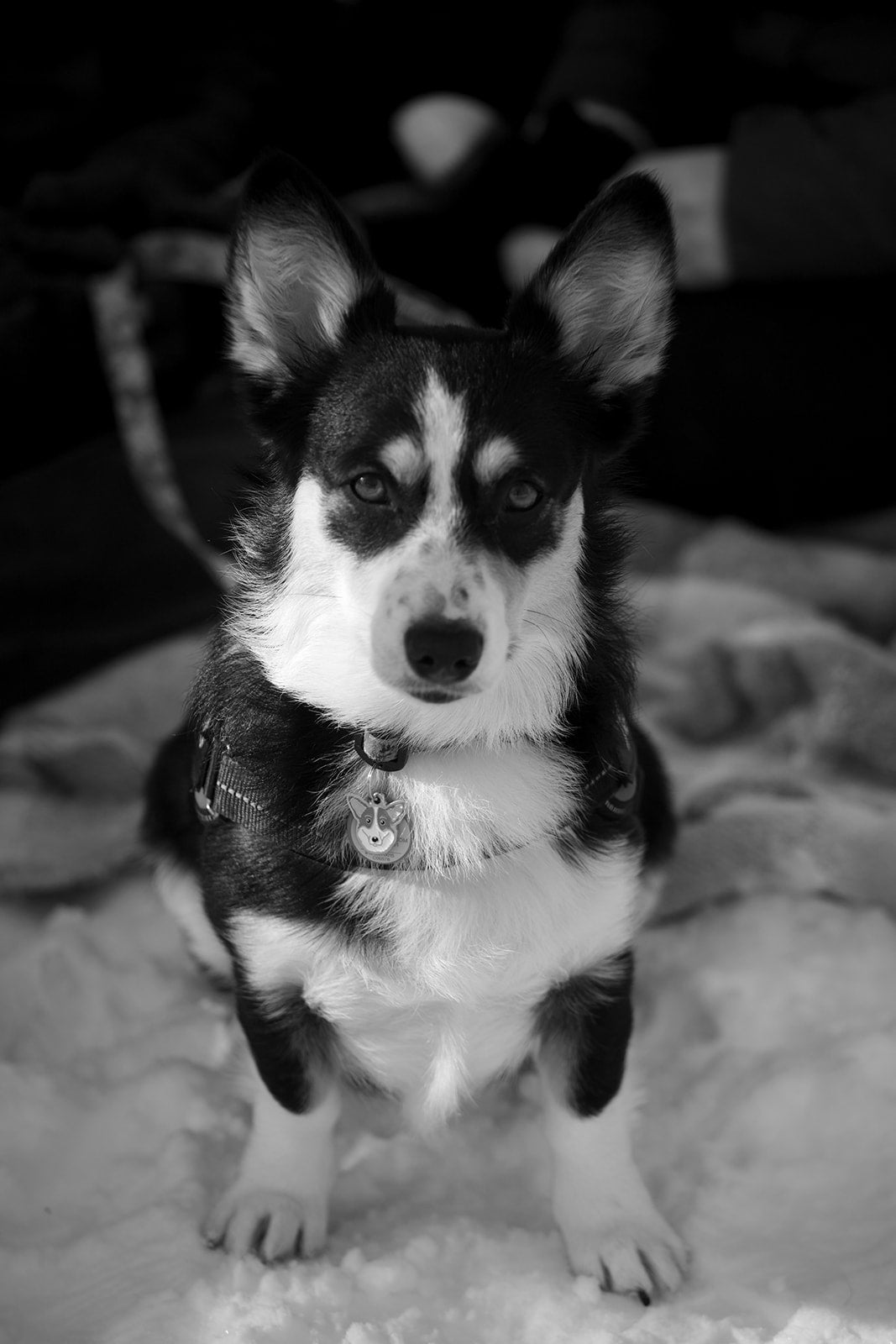Dog Mom Outdoor Photo Minis
