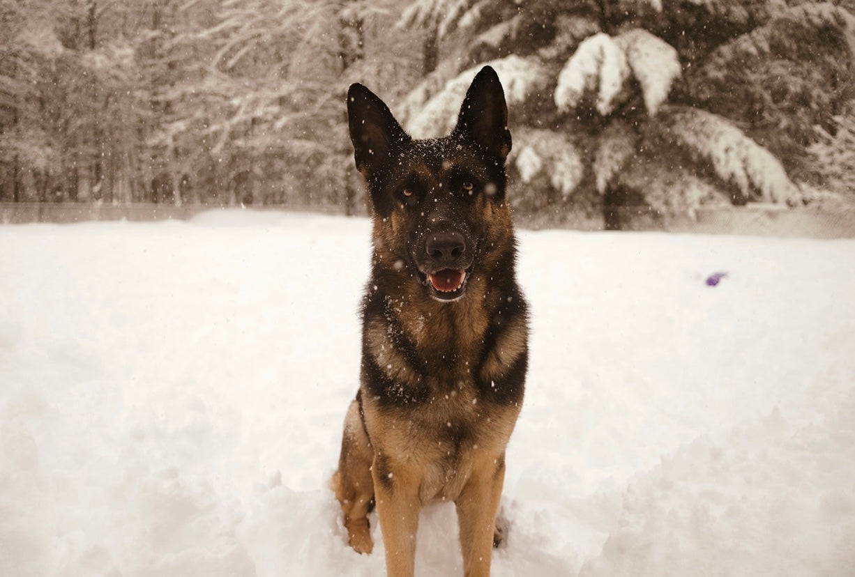 Dog Mom Outdoor Photo Minis