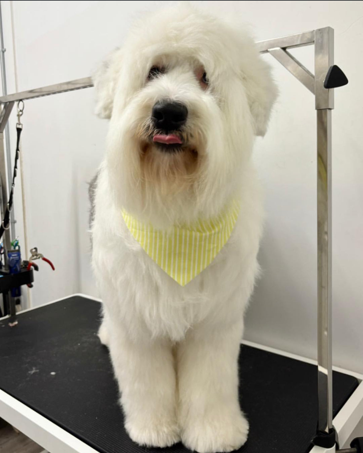 Thick OR Impacted Double Coat (Samoyed, Keeshond, malamute, etc)