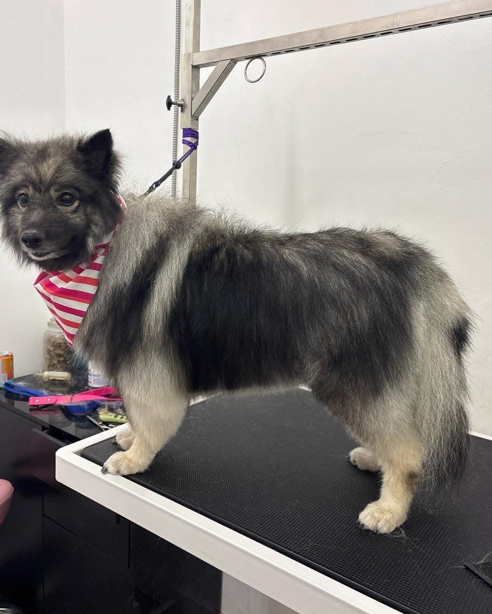 Thick OR Impacted Double Coat (Samoyed, Keeshond, malamute, etc)