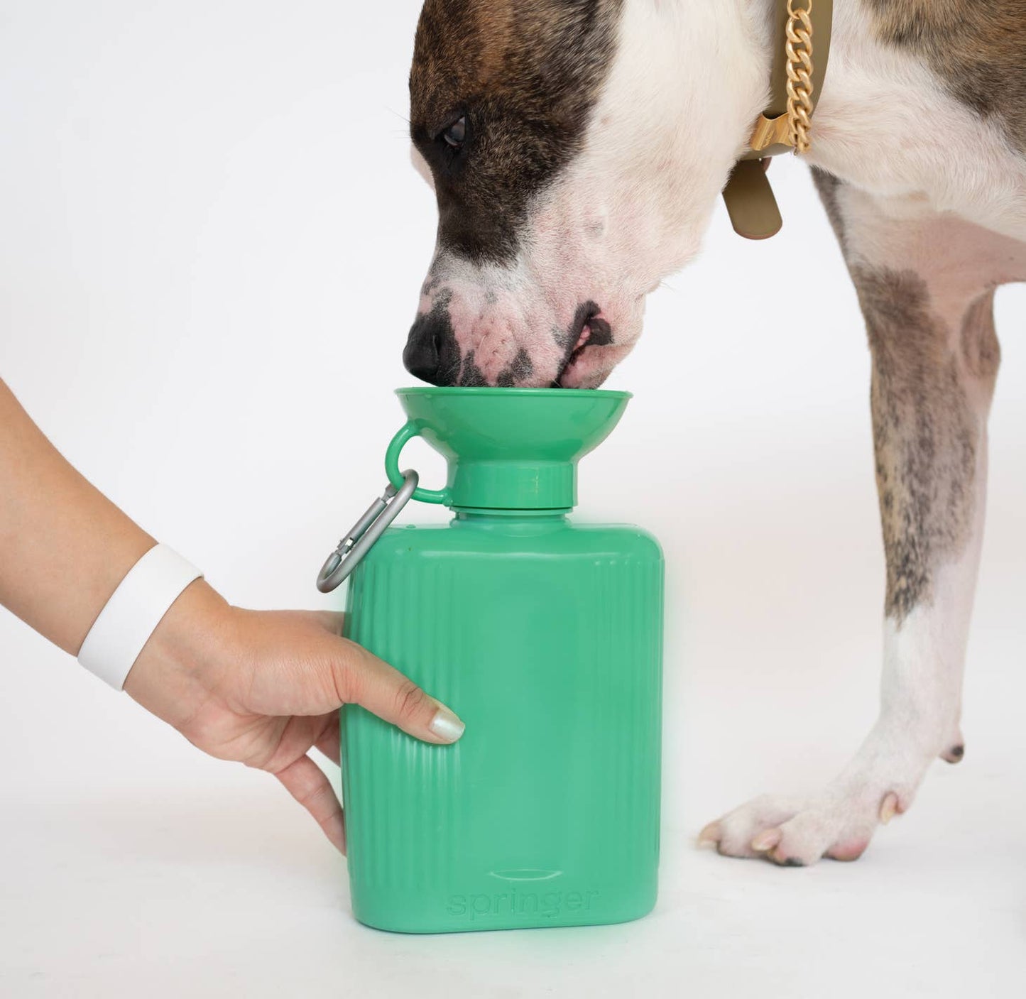 Pet Growler Water Bottler- Springer Green
