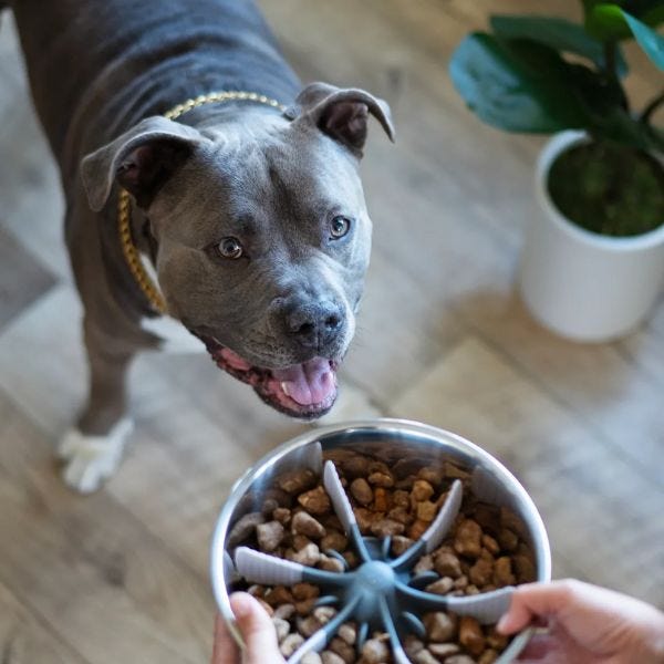 Messy Mutts Universal Slow Feeder Insert