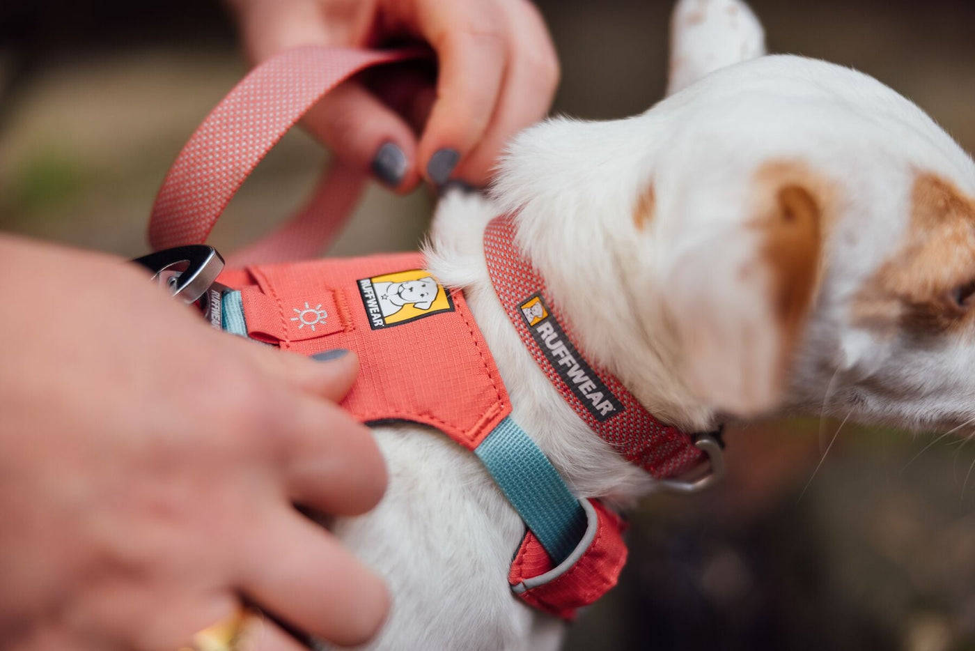 Hi & Light Collar-Salmon Pink