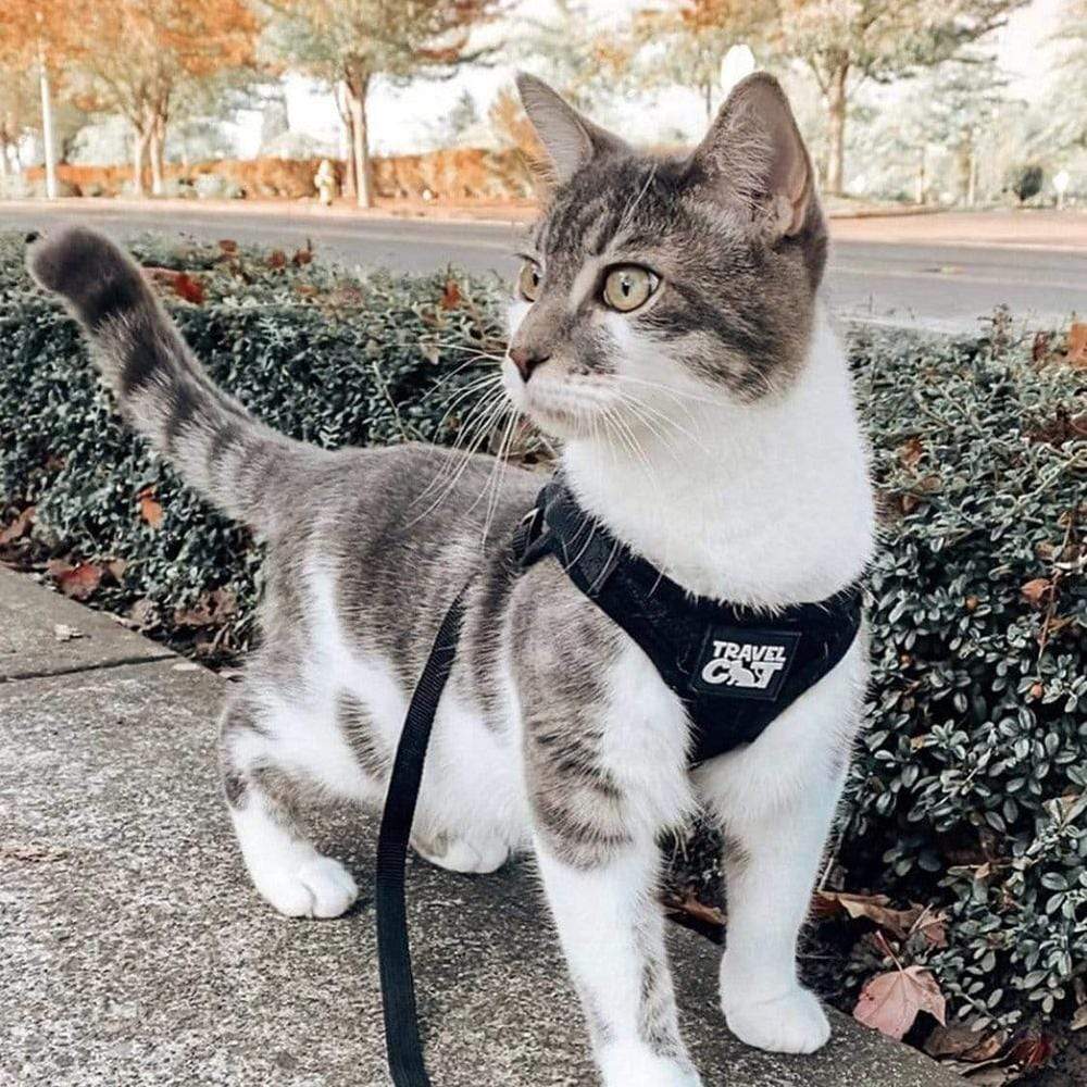 Reflective Cat & Kitten Harness & Leash Set