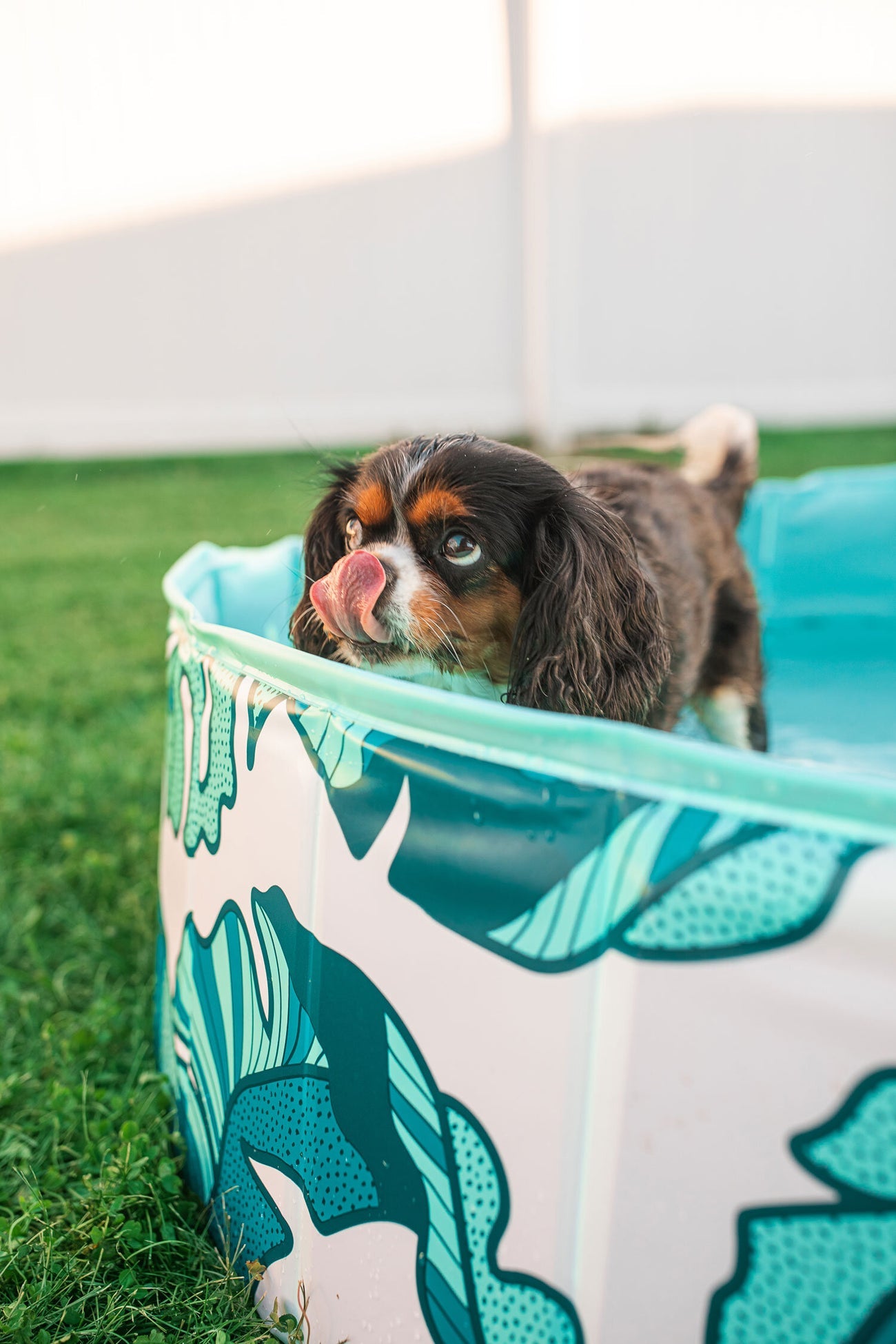 PUP-DIP Dog Pool