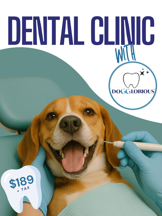 Deposit & Booking for Cosmetic Teeth Cleaning by DOGGLORIOUS