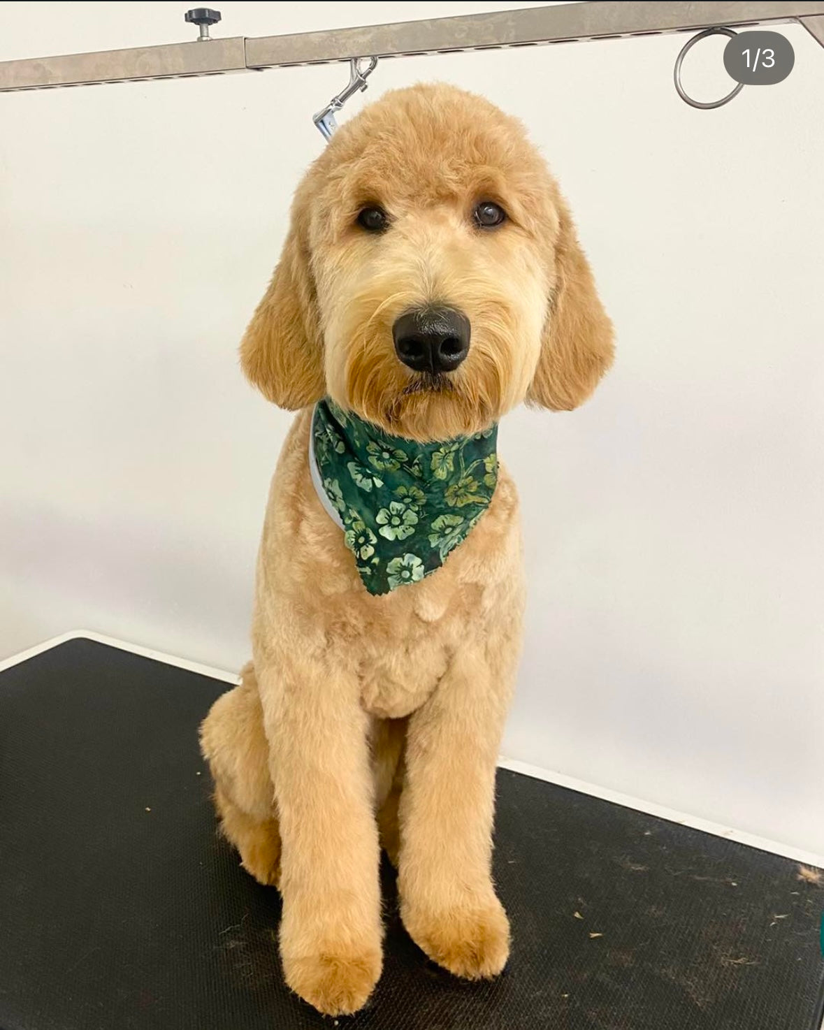Bath, Brush Haircut/Tight Scissor Outline (Full Groom) – Hank