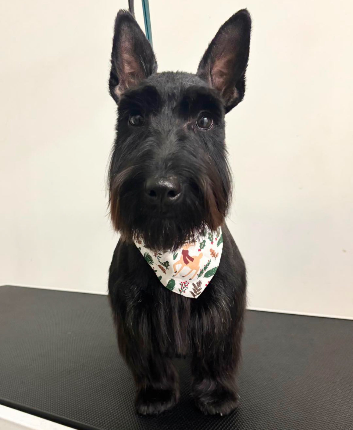 Bath, Brush & Haircut (Full Groom)