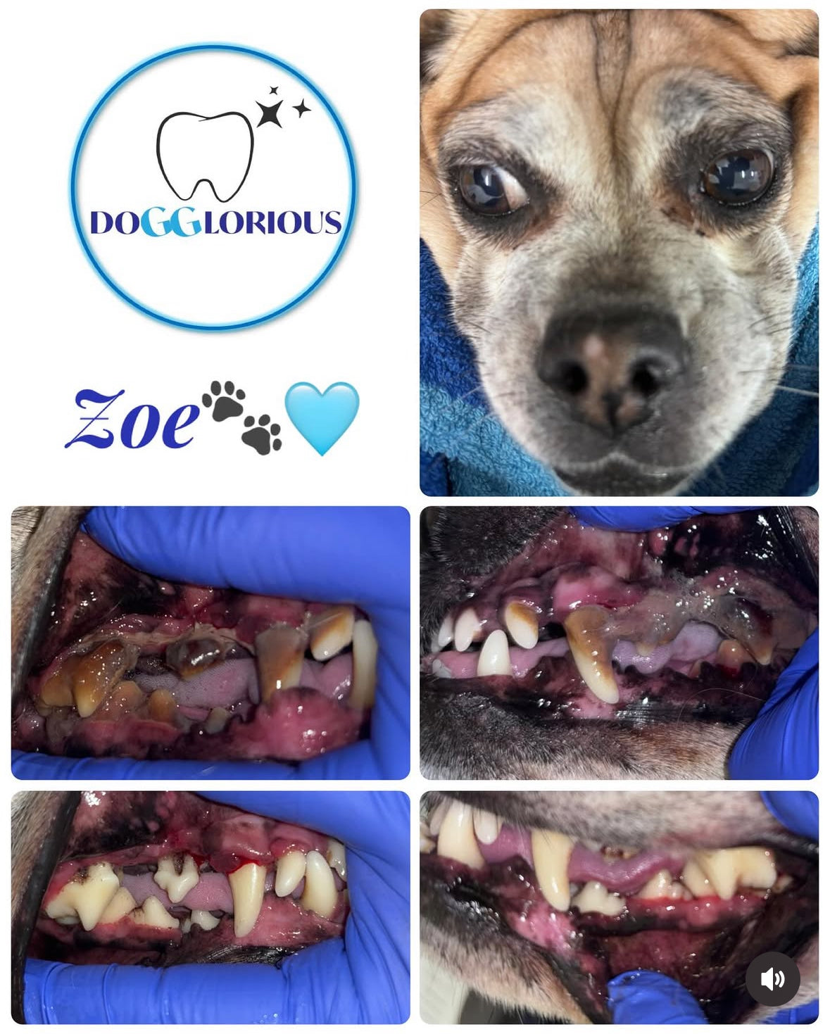 Deposit & Booking for Cosmetic Teeth Cleaning by DOGGLORIOUS