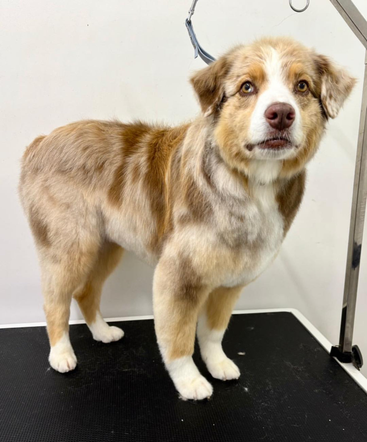 Bath, Brush & Haircut/Tight Scissor Outline (Full Groom)