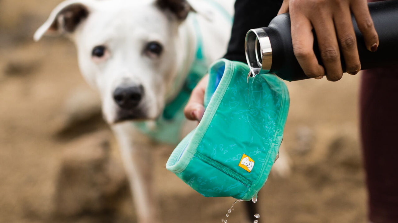 Swamp Cooler Neck Gaiter- Aurora Teal