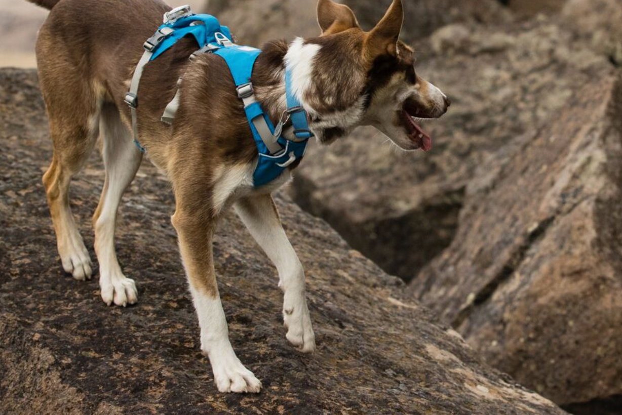 Ruffwear Flagline Harness- Dusk Blue