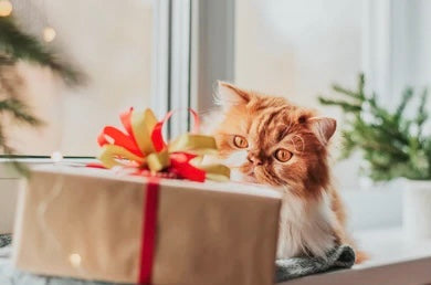 Christmas Gift Box For Cat